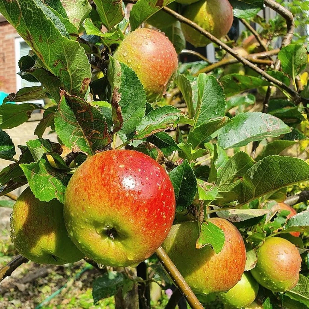 Roots Plants Lord Lambourne' Apple Tree 3 Roots Plants Lord Lambourne' Apple Tree