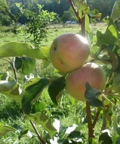 Roots Plants Lord Lambourne' Apple Tree 7 Roots Plants Lord Lambourne' Apple Tree