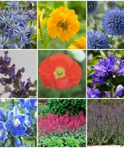 Roots Plants Mixed Flowering Perennial Plants | Extra Value Pack Perennials