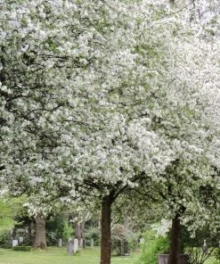 Roots Plants Montreal Beauty' Crabapple Tree