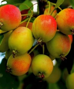 Roots Plants Montreal Beauty' Crabapple Tree 7 Roots Plants Montreal Beauty' Crabapple Tree