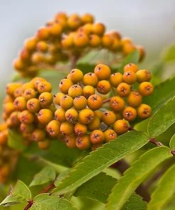 Roots Plants Trees & Shrubs Joseph Rock Rowan Tree | Sorbus