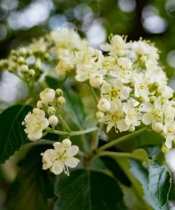 Roots Plants Trees & Shrubs Pink Pagoda Rowan Tree | Sorbus Hupehensis