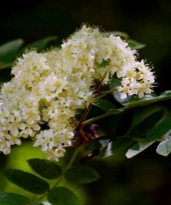 Roots Plants Japanese Rowan Tree | Sorbus Commixta 'Embley'