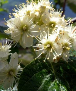 Roots Plants Whitebeam Tree | Sorbus Aria 'Lutescens' Trees & Shrubs 11 Roots Plants Whitebeam Tree | Sorbus Aria 'Lutescens' Trees & Shrubs