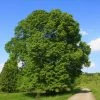 Roots Plants Large-leaved Lime Tree | Tilia Platyphyllos Trees & Shrubs