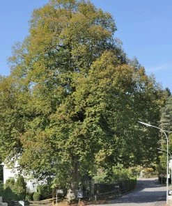 Roots Plants Large-leaved Lime Tree | Tilia Platyphyllos Trees & Shrubs