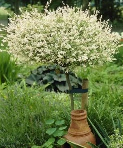 Roots Plants Flamingo Willow | Salix Integra Hakuro Nishiki | 4ft Patio Tree