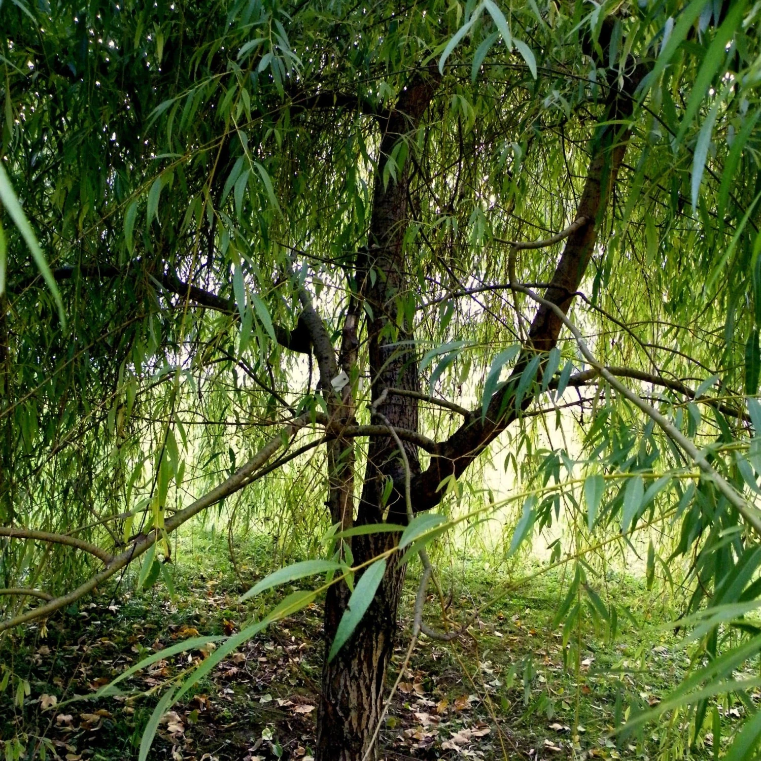 Roots Plants Golden Weeping Willow Tree | Salix Chrysocoma 3 Roots Plants Golden Weeping Willow Tree | Salix Chrysocoma