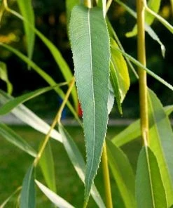 Roots Plants Golden Weeping Willow Tree | Salix Chrysocoma 10 Roots Plants Golden Weeping Willow Tree | Salix Chrysocoma