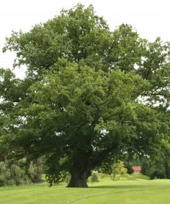 Roots Plants English Oak Tree | Quercus Robur Trees & Shrubs