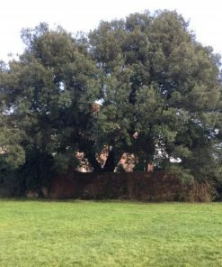 Roots Plants Evergreen Oak Tree | Quercus Ilex