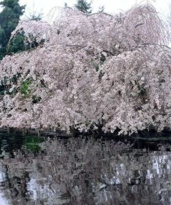 Roots Plants Weeping Yoshino Cherry Blossom Tree | Prunus Yedoensis Trees & Shrubs