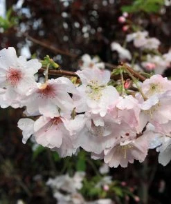 Roots Plants Pink Winter Flowering Cherry Tree | Prunus X Subhirtella 'Autumnalis Rosea'