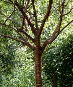 Roots Plants Single Stem Tibetan Cherry Tree | Prunus Serrula