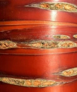 Roots Plants Single Stem Tibetan Cherry Tree | Prunus Serrula