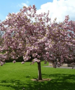 Roots Plants Pink Perfection Cherry Blossom Tree Trees & Shrubs
