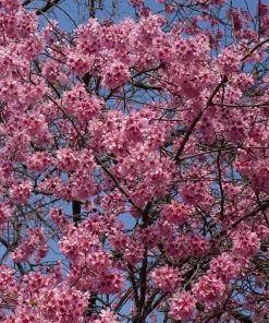 Roots Plants Small Pink Cherry Blossom Tree | Prunus 'Okame' Trees & Shrubs