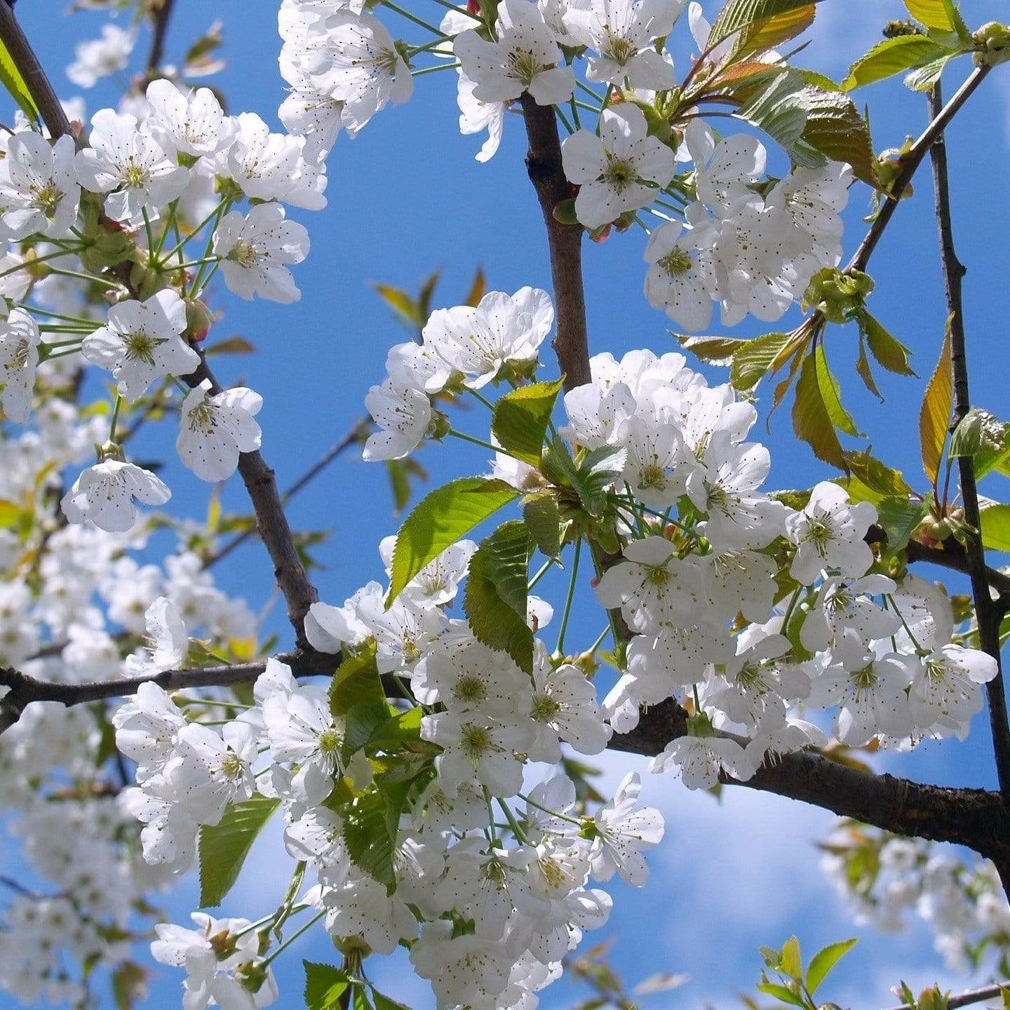 White cherry blossom tree discount