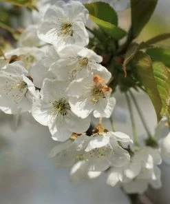 Roots Plants Great White Cherry Blossom Tree | Prunus 'Tai-Haku' 9 Roots Plants Great White Cherry Blossom Tree | Prunus 'Tai-Haku'