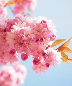 Roots Plants Trees & Shrubs Cheal's Weeping Cherry Blossom Tree | Prunus 'Kiku-Shidare'