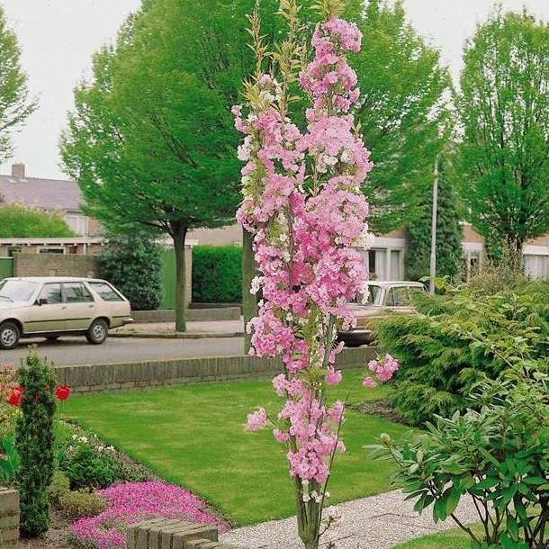 Roots Plants Trees & Shrubs Flagpole' Cherry Blossom Tree | Prunus Amanogowa 3 Roots Plants Trees & Shrubs Flagpole' Cherry Blossom Tree | Prunus Amanogowa