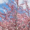 Roots Plants Trees & Shrubs Accolade Cherry Blossom Tree
