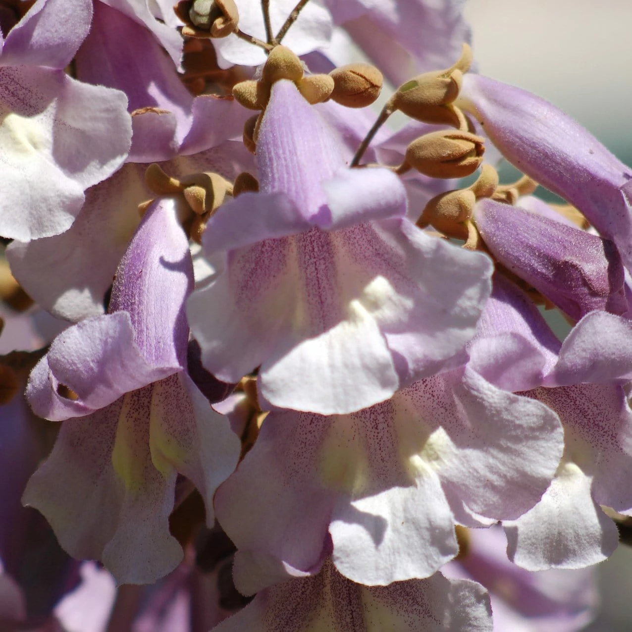 Roots Plants Foxglove Tree | Paulownia Tomentosa 4 Roots Plants Foxglove Tree | Paulownia Tomentosa