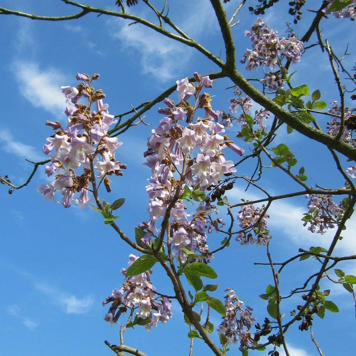 Roots Plants Foxglove Tree | Paulownia Tomentosa 5 Roots Plants Foxglove Tree | Paulownia Tomentosa