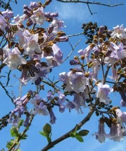 Roots Plants Foxglove Tree | Paulownia Tomentosa 11 Roots Plants Foxglove Tree | Paulownia Tomentosa