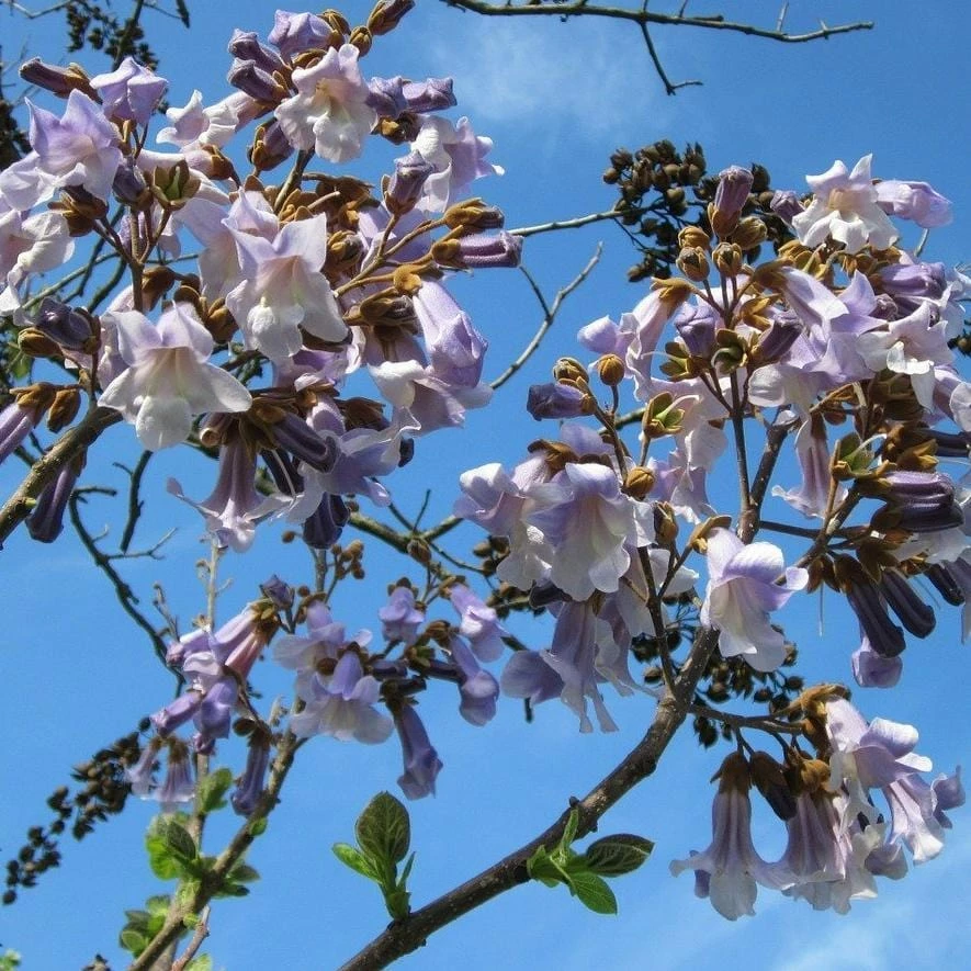 Roots Plants Foxglove Tree | Paulownia Tomentosa 6 Roots Plants Foxglove Tree | Paulownia Tomentosa