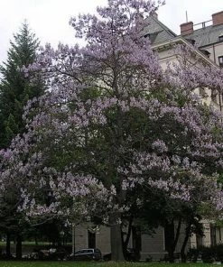 Roots Plants Foxglove Tree | Paulownia Tomentosa 12 Roots Plants Foxglove Tree | Paulownia Tomentosa