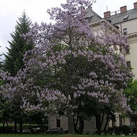 Roots Plants Foxglove Tree | Paulownia Tomentosa 7 Roots Plants Foxglove Tree | Paulownia Tomentosa