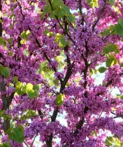 Roots Plants Judas Tree | Cercis Siliquastrum