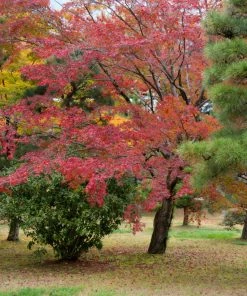 Roots Plants Trees & Shrubs Japanese Katsura Tree | Cercidiphyllum Japonicum