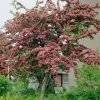 Roots Plants Red Hawthorn Tree | Crataegus Laevigata 'Paul's Scarlet' Trees & Shrubs
