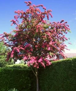 Roots Plants Red Hawthorn Tree | Crataegus Laevigata 'Paul's Scarlet' Trees & Shrubs