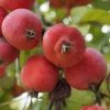 Roots Plants Trees & Shrubs Jelly King' Crabapple Tree 2 Roots Plants Trees & Shrubs Jelly King' Crabapple Tree