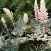 Roots Plants Perennials Acanthus 'Whitewater' 1 Roots Plants Perennials Acanthus 'Whitewater'