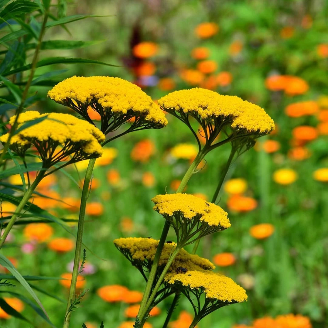 Roots Plants Achillea 'Cloth Of Gold' Perennials 3 Roots Plants Achillea 'Cloth Of Gold' Perennials
