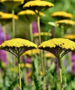 Roots Plants Achillea 'Cloth Of Gold' Perennials 8 Roots Plants Achillea 'Cloth Of Gold' Perennials