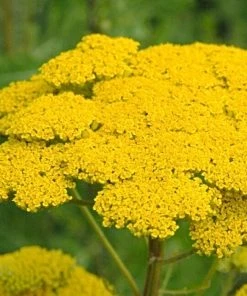 Roots Plants Achillea 'Cloth Of Gold' Perennials