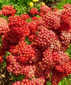 Roots Plants Achillea 'Strawberry Seduction' | 10.5cm Pot Perennials