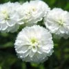 Roots Plants Achillea 'The Pearl' | 10.5cm Pot 2 Roots Plants Achillea 'The Pearl' | 10.5cm Pot