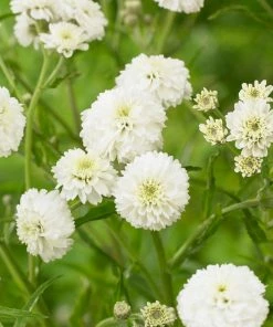 Roots Plants Achillea 'The Pearl' | 10.5cm Pot
