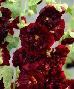 Roots Plants Hollyhock 'Chater's Maroon' | Alcea | 1L Pot Perennials