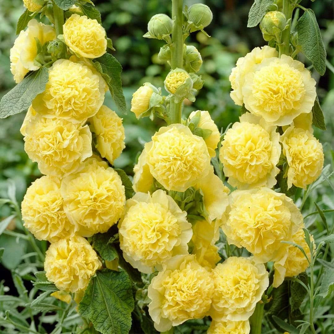 Roots Plants Hollyhock 'Chater's Yellow' |Alcea | 1L Pot Perennials 3 Roots Plants Hollyhock 'Chater's Yellow' |Alcea | 1L Pot Perennials
