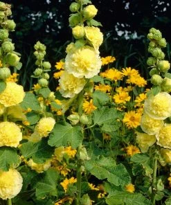 Roots Plants Hollyhock 'Chater's Yellow' |Alcea | 1L Pot Perennials 7 Roots Plants Hollyhock 'Chater's Yellow' |Alcea | 1L Pot Perennials