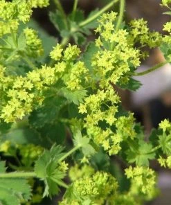 Roots Plants Alchemilla 'Irish Silk' | 10.5cm Pot Perennials