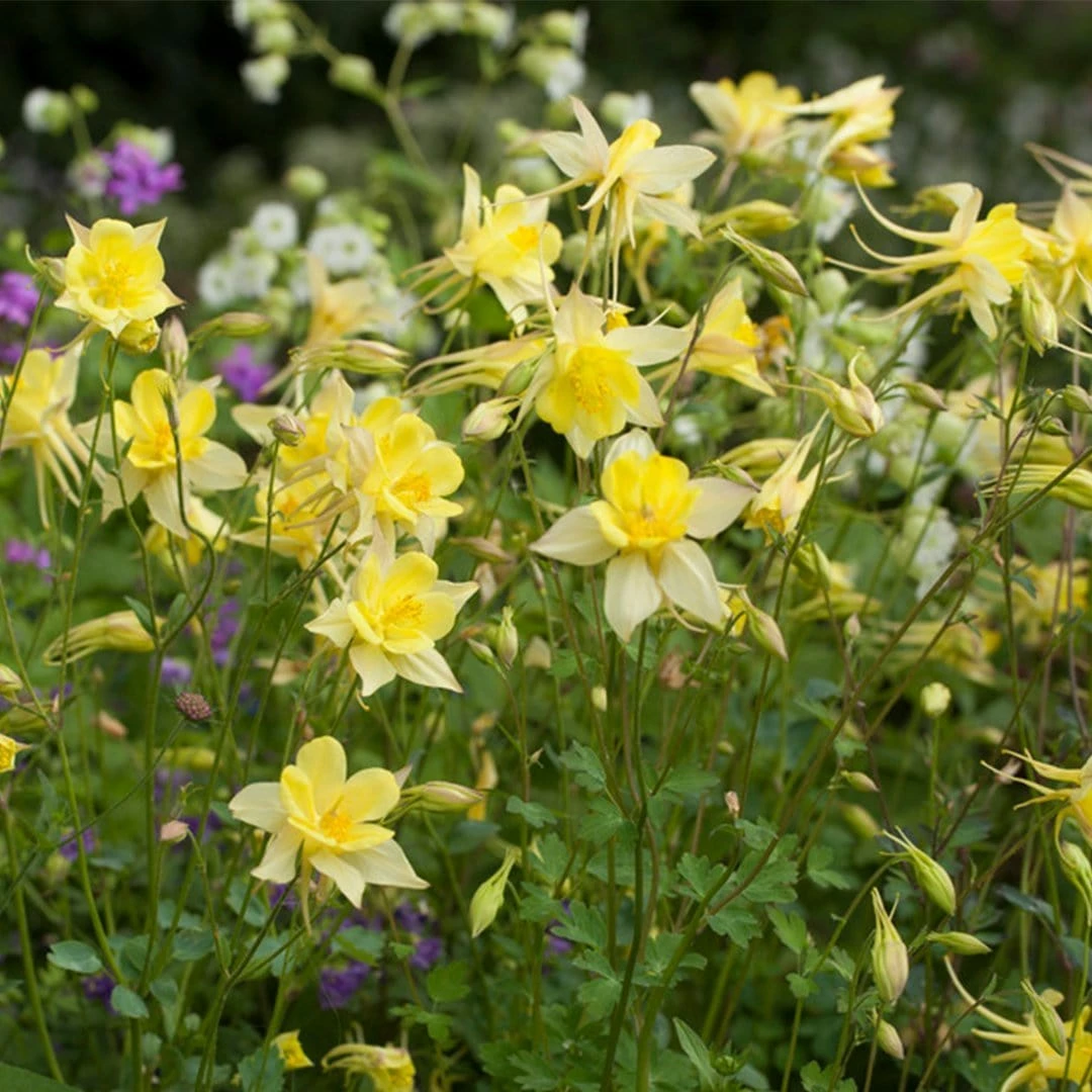 Roots Plants Perennials Aquilegia 'Denver Gold' | 10.5cm Pot 4 Roots Plants Perennials Aquilegia 'Denver Gold' | 10.5cm Pot